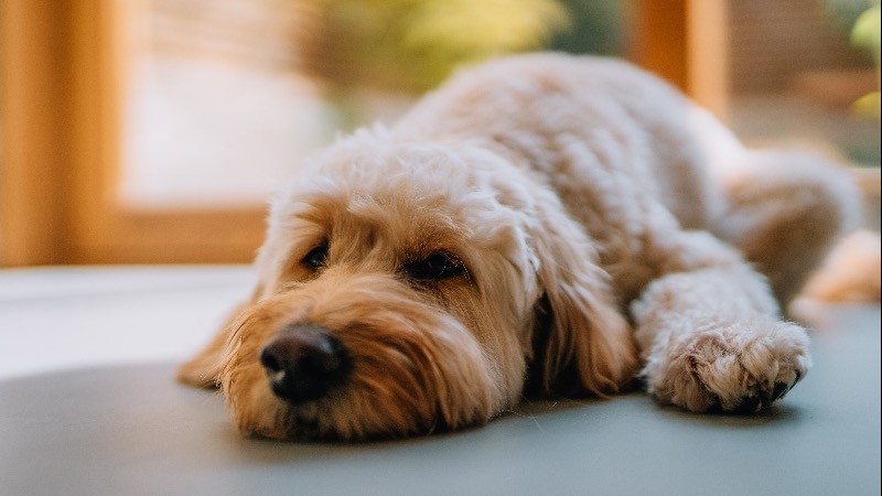 Liberals Furious With UK Politician Who Killed His Sick Dog Hypocritically Support Culture of Death