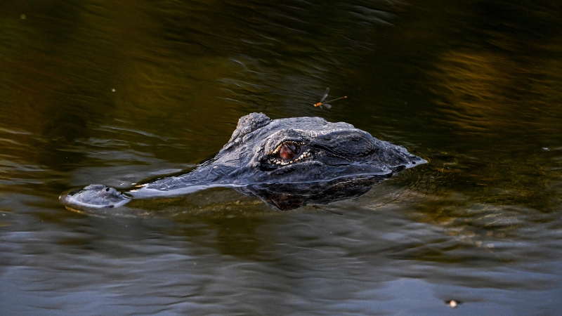 “Alligator Alcatraz”: Florida AG Has Novel Plan for Detaining Illegals