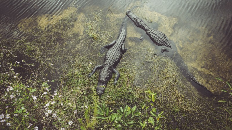 Trump DHS Approves Construction Of Florida’s ‘Alligator Alcatraz’ For ICE Detainees