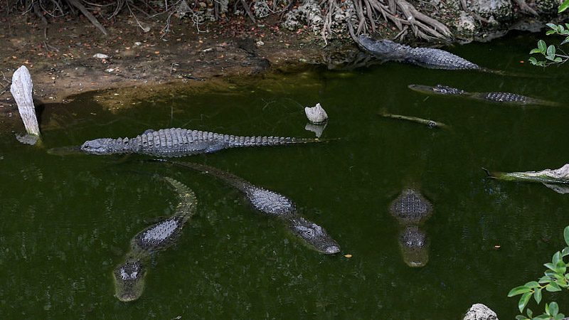Video: DeSantis Tours ALLIGATOR ALCATRAZ Detention Center for Illegals