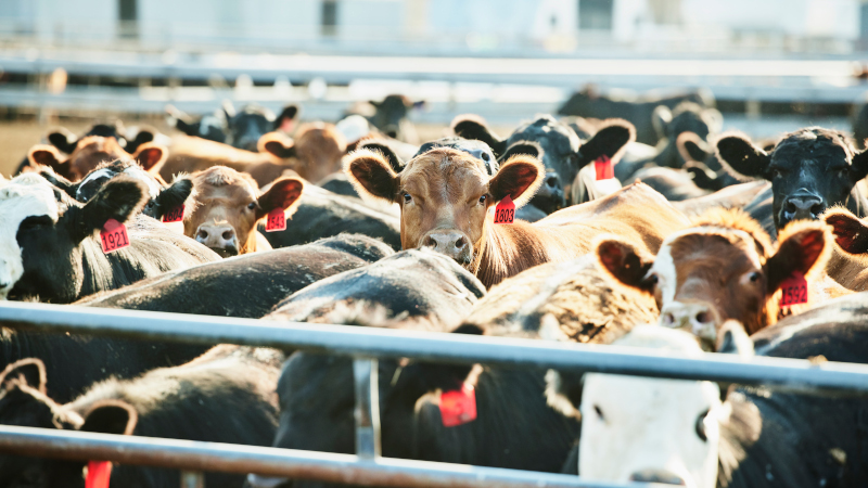 Cattle Herd Rebuild Begins Just as Consumers Get Slaughtered by Record Beef Prices 