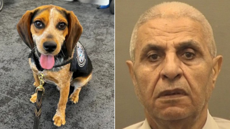 Egyptian Tourist Who Attacked CBP Beagle Kicked Out of US