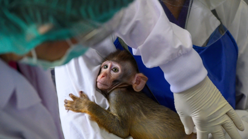 Lab-Grown Meat and Lab-Grown viruses: the Crazy Connection between FDA-Licensed “Cultured Chicken” and China’s Biowarfare Program