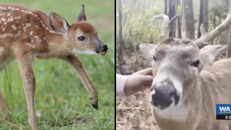Outrage as Wildlife Agents Seize, Euthanize Family’s ‘Blind’ Pet Deer