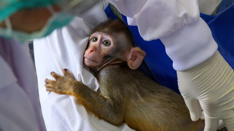 NIH Used Taxpayer Dollars to Create ‘Transgender Monkeys’ to Inject with mRNA Vaccines