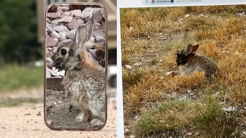 Rabbits with Black ‘Tentacles’ Growing From Heads Concern Residents