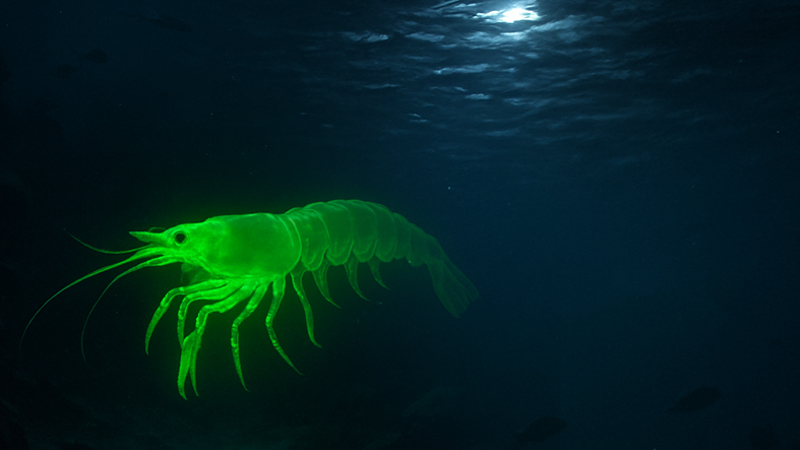 Radioactive Shrimp Possibly Sold At Walmarts Across America, FDA Warns: ‘Do Not Eat’