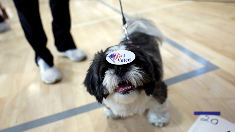 California Woman Charged With Registering Dog to Vote in Elections