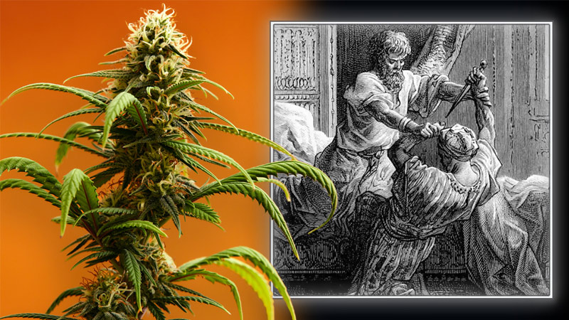 EXCLUSIVE: Michael Savage Exposes The Secret History Of Marijuana & The Hashish Assassins