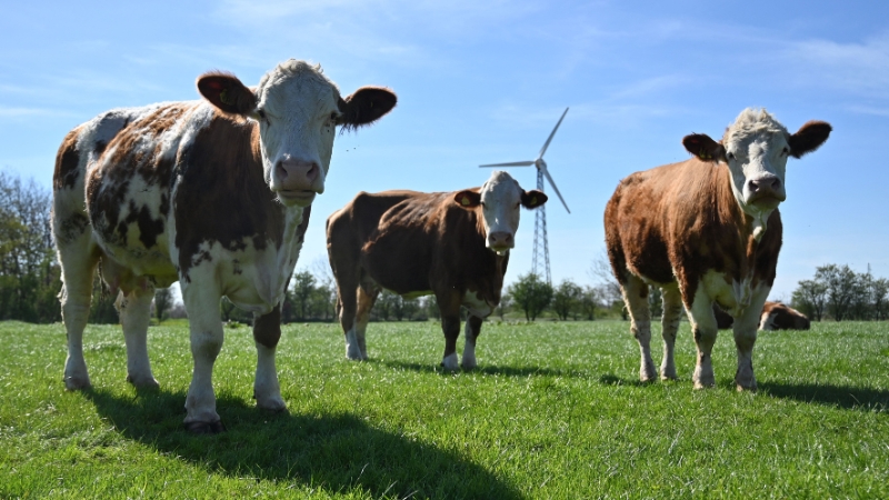 Danish Cows Collapse after Controversial Anti-Methane Product Added To Feed