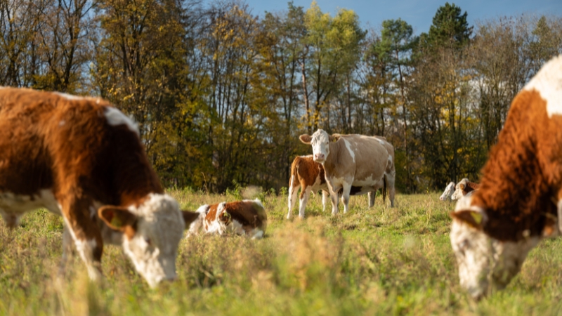 Fools Rush in: It Was Obvious Anti-fart Feed Additive Bovaer Wasn’t Safe. Now Cows Are Dying Because of It