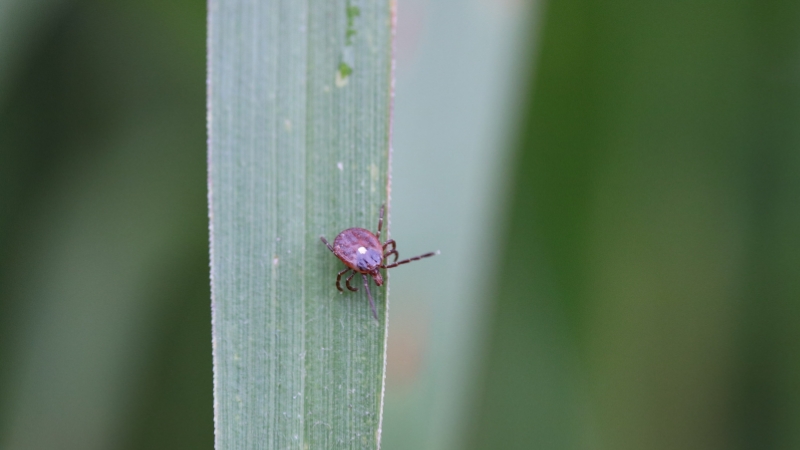 First Recorded Death due to Tick-borne Meat Allergy