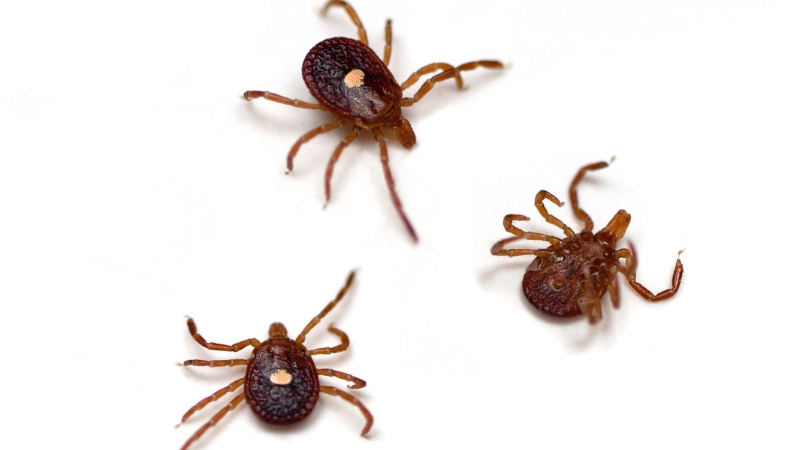 Off the Menu: The First Death from a Tick-Borne Meat Allergy Is a Grim Milestone