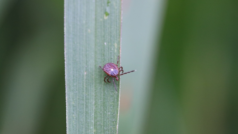A Second Death from Tick-borne Meat Allergy?