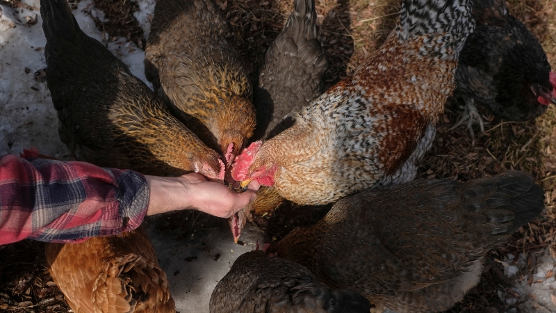 First US Death from H5N5 Bird Flu Strain