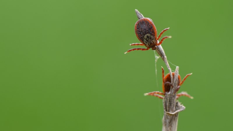 Tick Tock: It’s Only a Matter of Time Before Dangerous Tick-Disease Research Causes a Disaster—If It Hasn’t Already