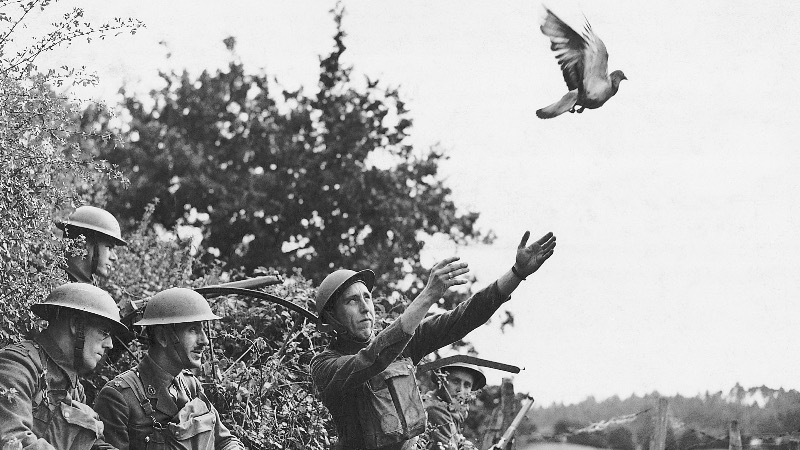 World War Casualties Died In Vain