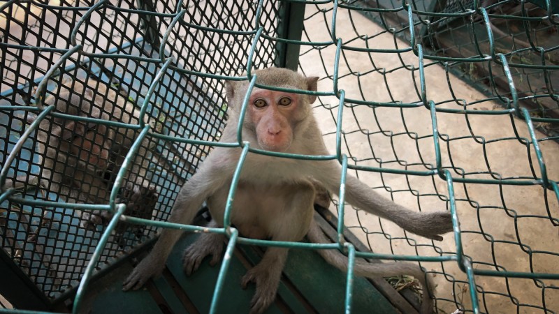 CDC Shuts Down Monkey Labs Amid Tuberculosis “Time Bomb” Fears