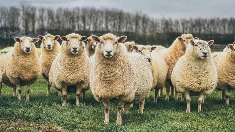 The Pandemic Revealed the Most Cowardly Society of All Time