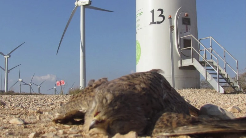 Trump Highlights How Wind Turbines Are Killing Birds