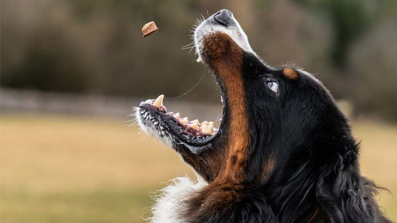 They Are Experimenting on Your Dog