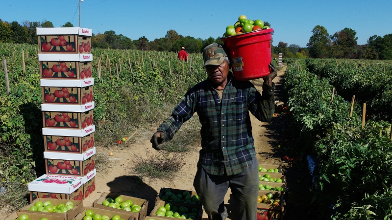 Image for Trump Admin To Increase Visas for Agricultural Workers article